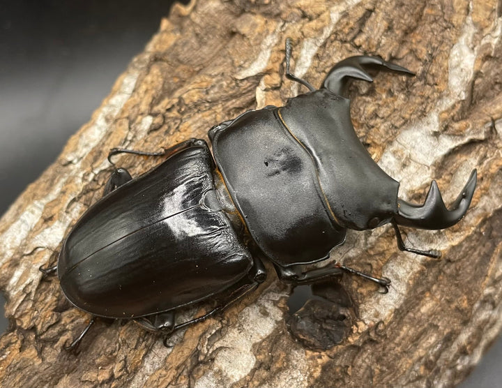 《インドグランディス亜種moriyai Garda95.0血統 75mm ペア》