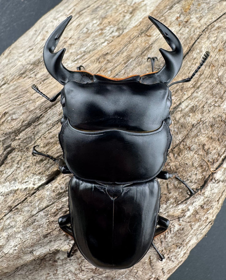 【WD】《アンタエウスオオクワ カオバン産 71mm ペア》