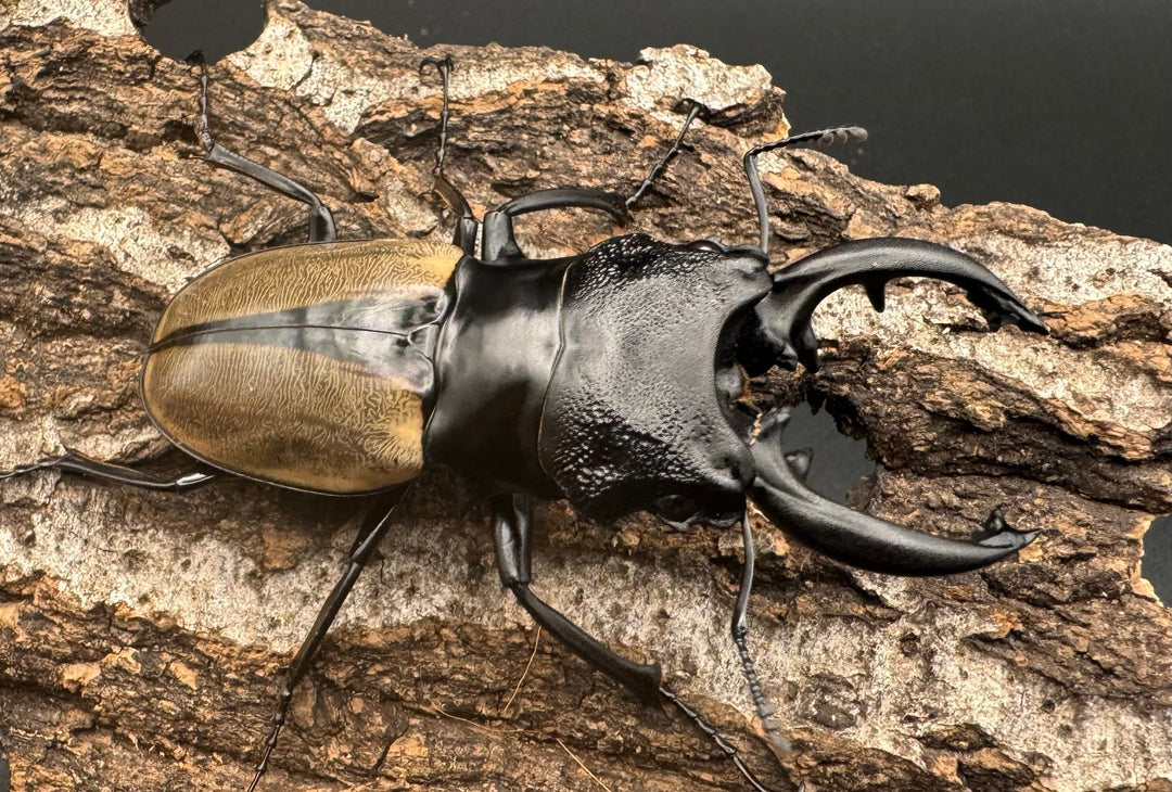 【WD】《ルデキンツヤクワガタ 73mm ペア》