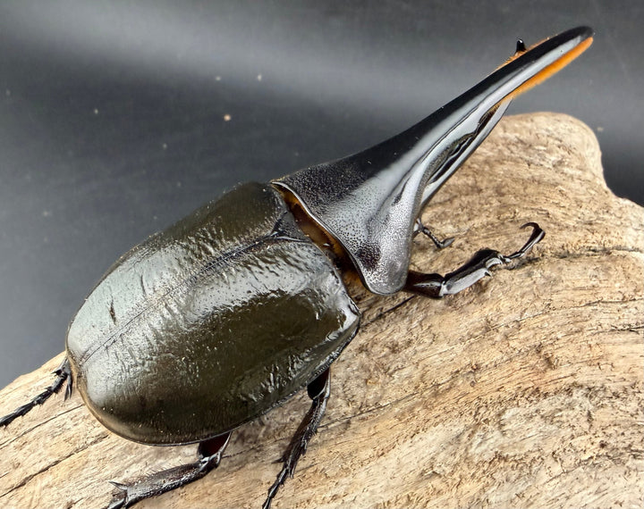 《 ヘラクレス・モリシマイ 107.5mm ペア》