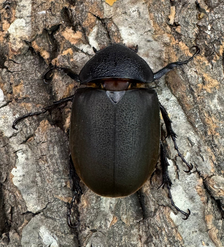 【WD】《ジャワコーカサスオオカブト 106mm ペア》