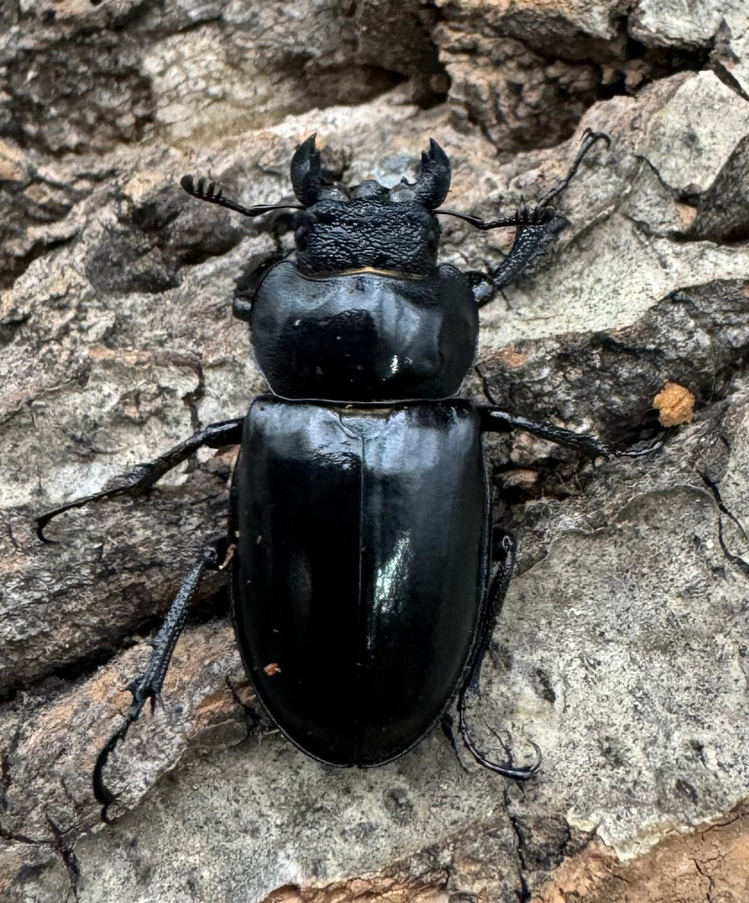 【WD】《パリーミヤマクワガタ 40.5mm B品ペア》