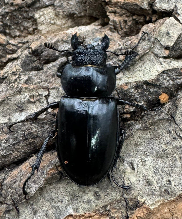 【WD】《パリーミヤマクワガタ 40.5mm B品ペア》