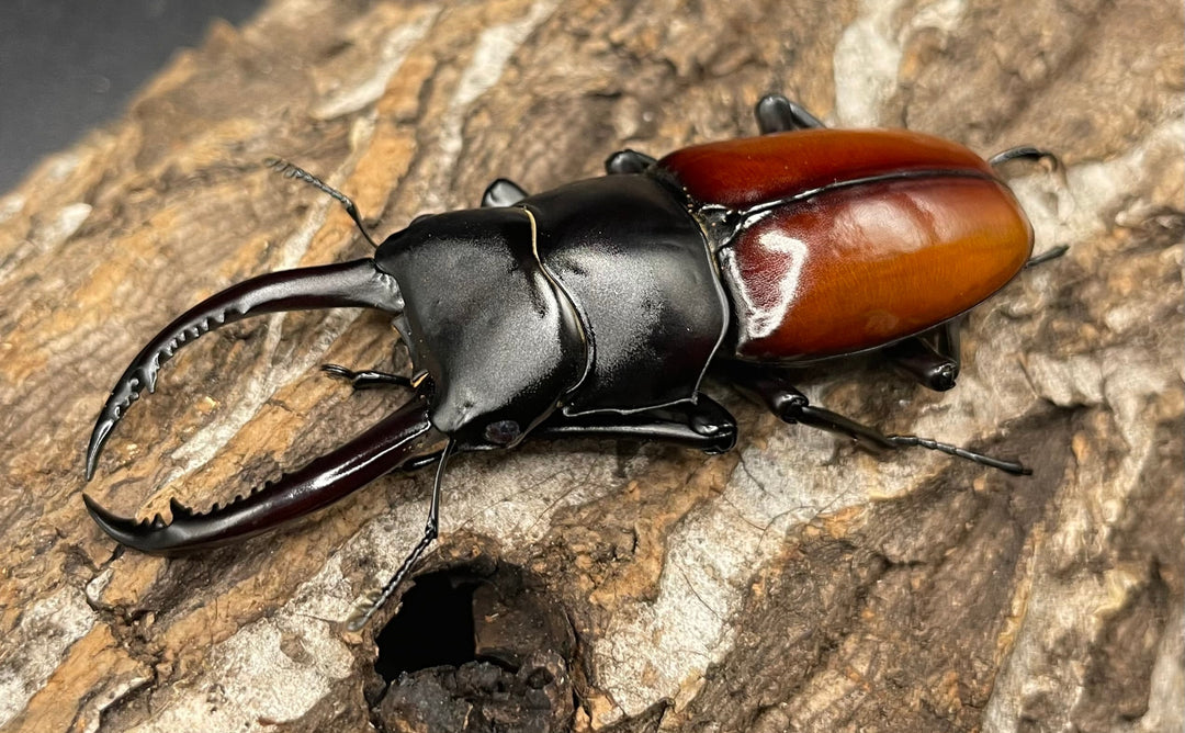 《アローコクワ亜種リエン 64mm ♂♀♀トリオ》