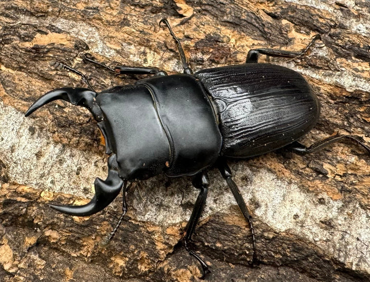 【WD】《ミンダナオパリーオオクワ  45.5mm ペア》