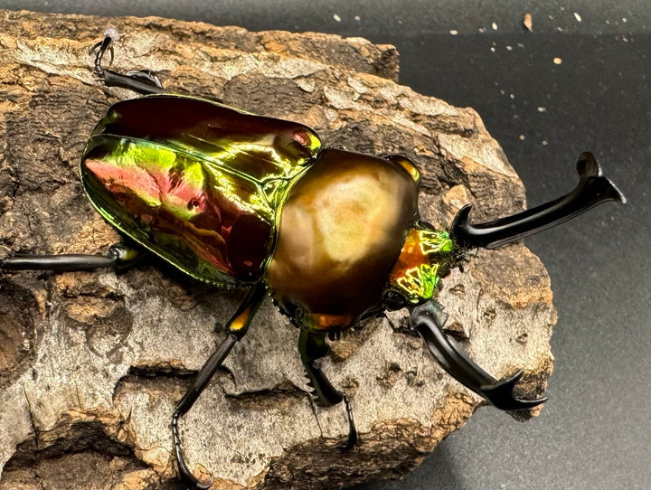 《ニジイロクワガタ 59mm ペア》