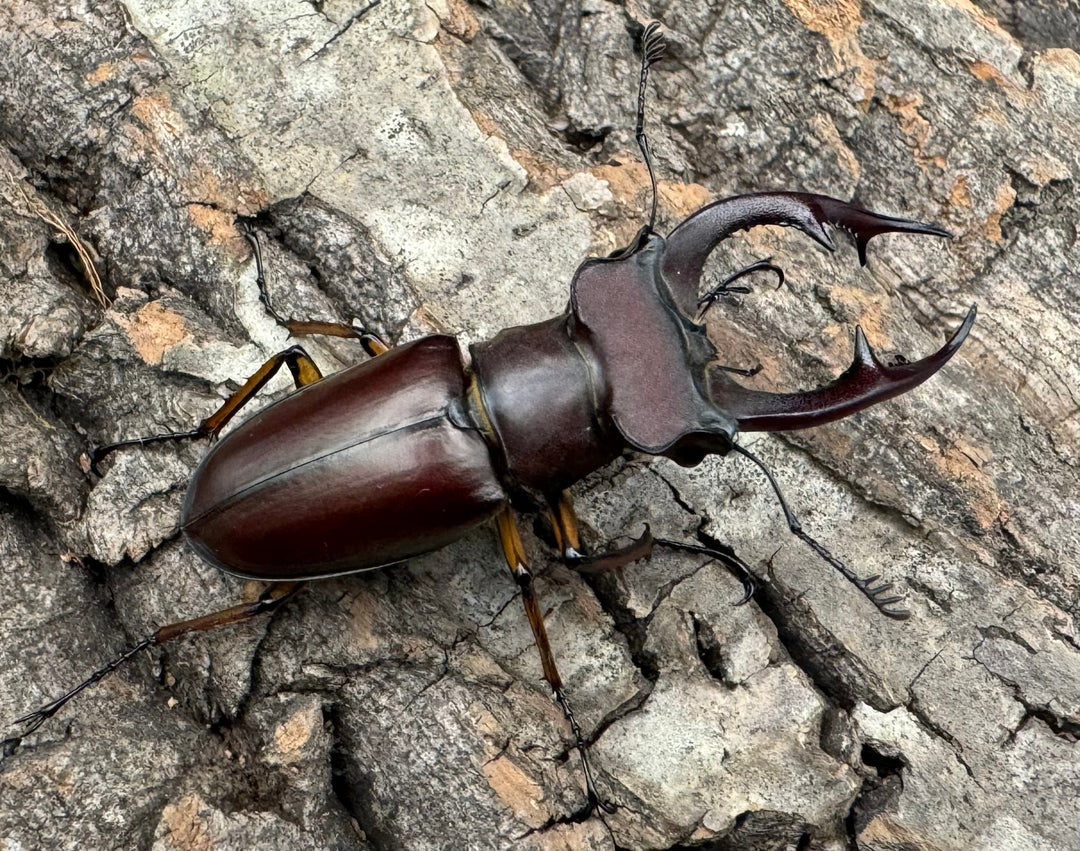 【WD】2018新種記載《ジュシャンミヤマ 54mm ペア》