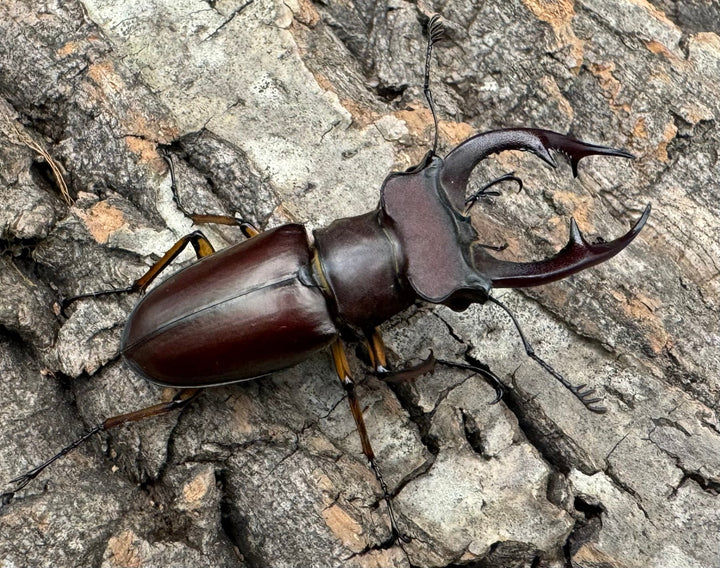 【WD】2018新種記載《ジュシャンミヤマ 54mm ペア》