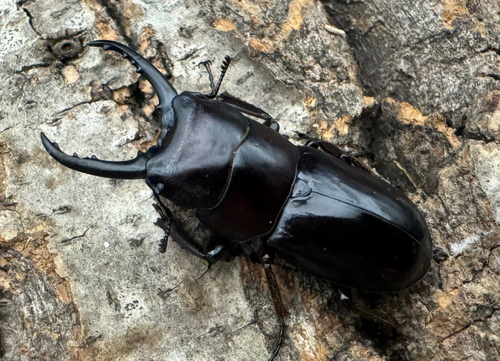 《スンバワノコギリクワガタ 40mm ペア》わたくわ氏ブリード個体
