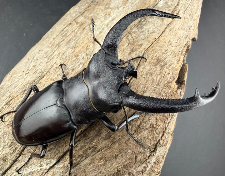 【WD】《リノケロスフタマタ 85.5mm ペア》