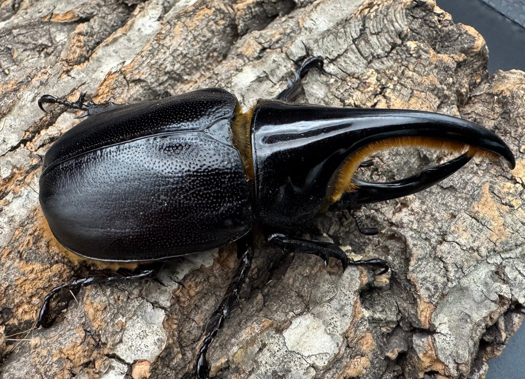 即ブリ《サタンオオカブト 87mm ペア》