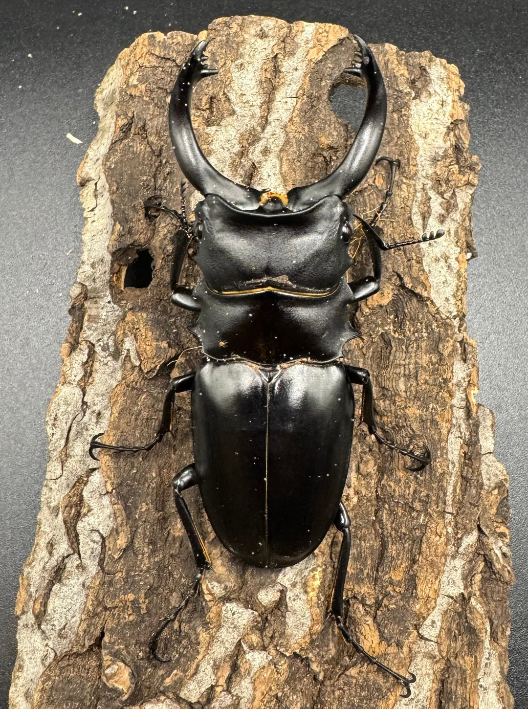 【WD】大型長歯《アルケスツヤクワガタ 89mm ペア》