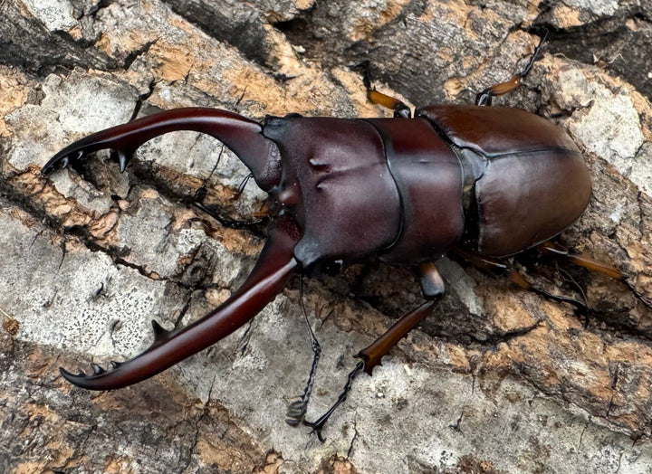 【WD】《アスタコイデスノコギリ ベンクール産 63mm ペア》