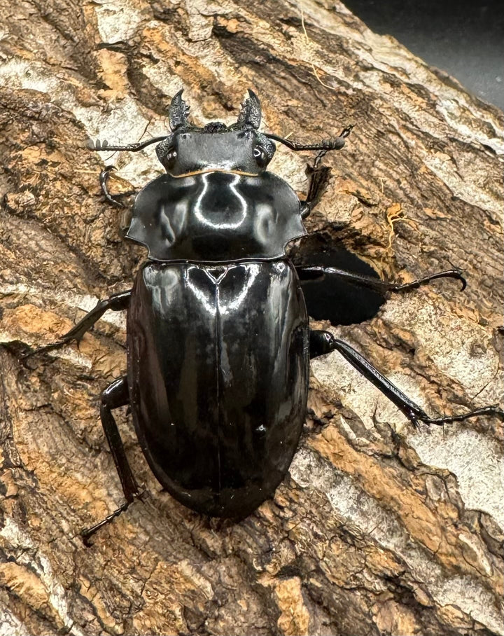 【WD】《ダールマンツヤクワガタ亜種celebensis 81.5mm ペア》