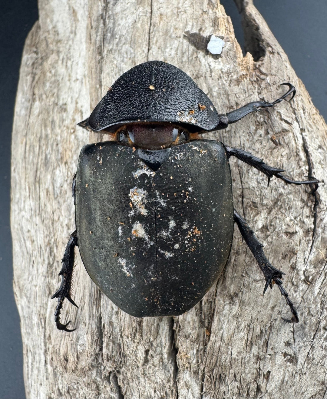 【WD】《ミンダナオアトラスオオカブト マラグサン産 93mm ペア》