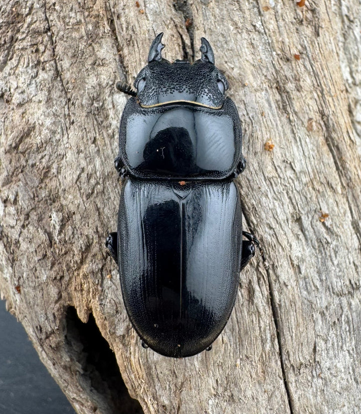 【WD】《アルキデスヒラタ ベンクール産 長歯 91mm ペア》