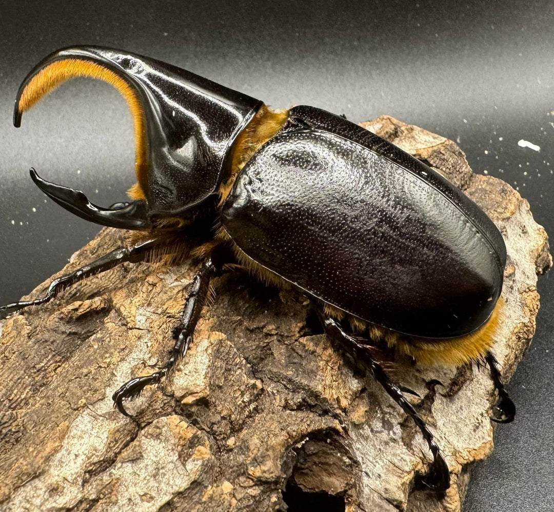 《サタンオオカブト 93mm ペア》