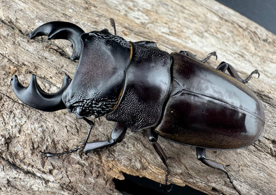 【WD】極太短歯《ルマウィノコギリ  61mm ペア》