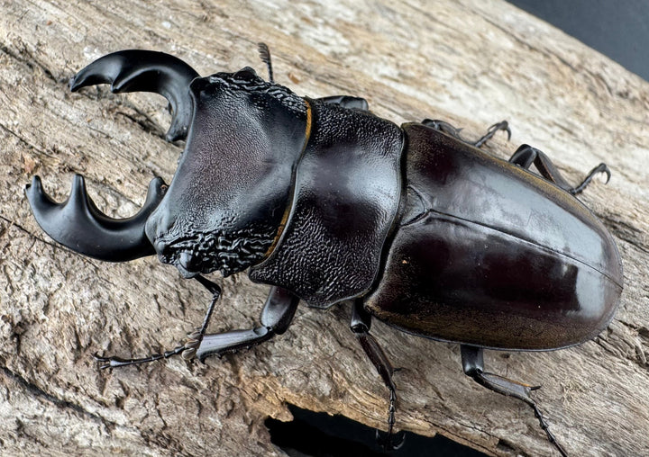 【WD】極太短歯《ルマウィノコギリ  61mm ペア》