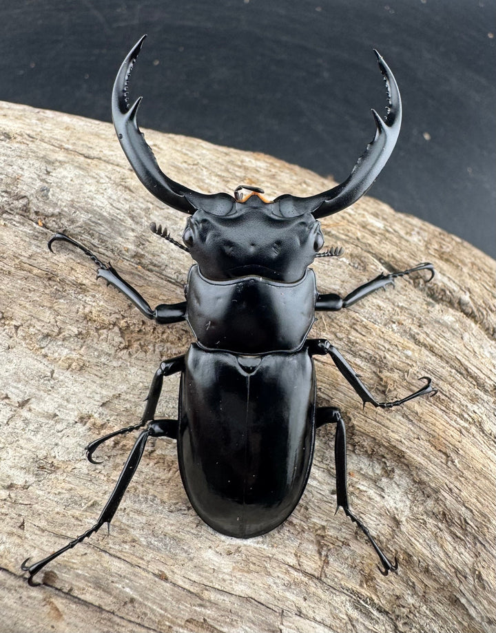 【WD】《ウエストウッディ亜種カズミアエ 雲南省産 64mm ペア》