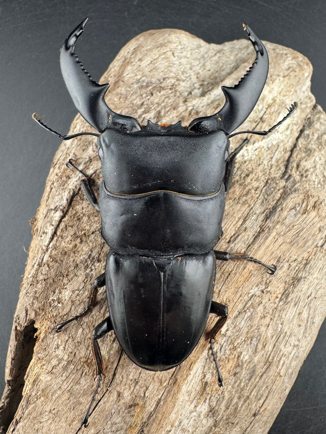 【WD】《スマトラオオヒラタ ベンクール産 82.5mm ペア》