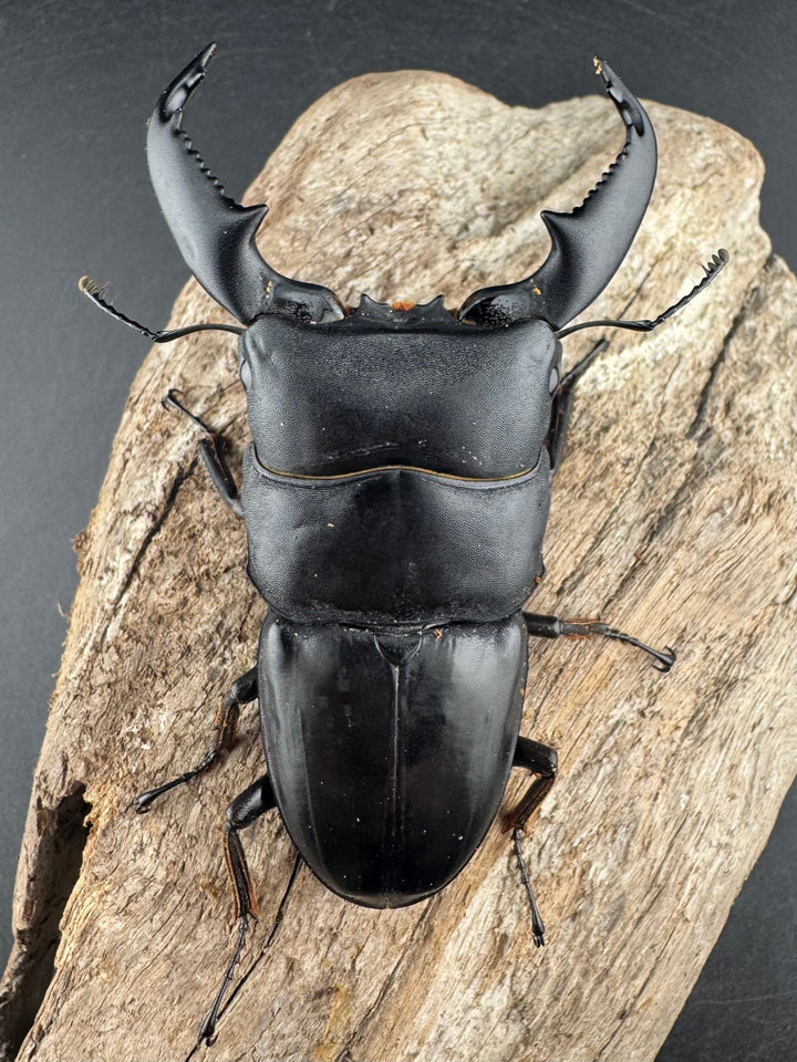 【WD】《スマトラオオヒラタ ベンクール産 82.5mm ペア》