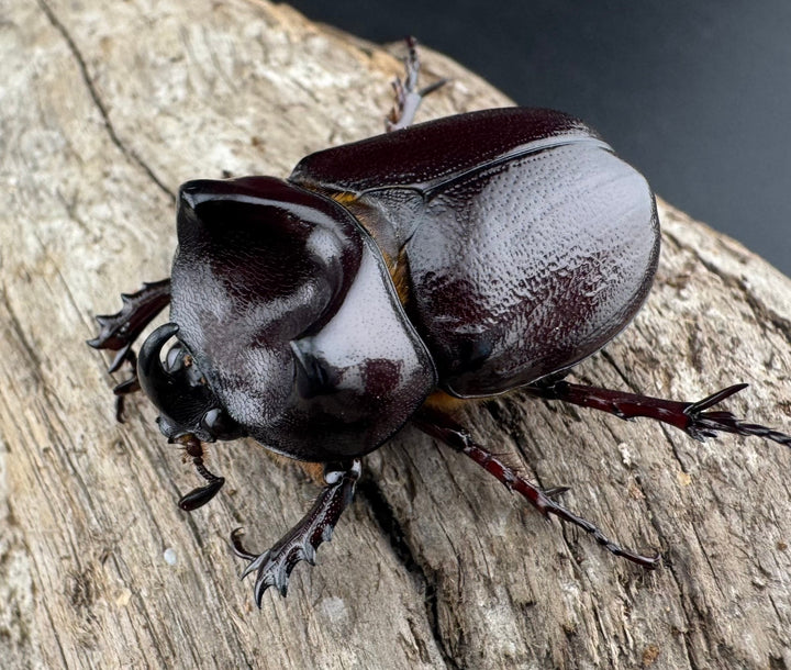 【WD】《クリイロムナコブサイカブト 32mm ペア》