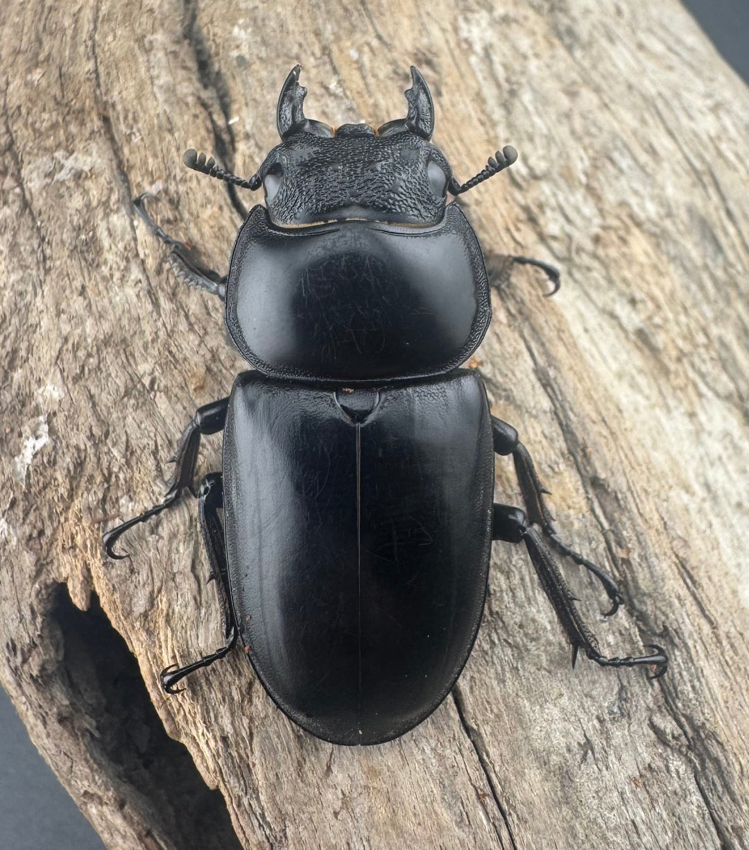 【WD】《アンタエウスオオクワ亜種miyashitai 74mm ペア》