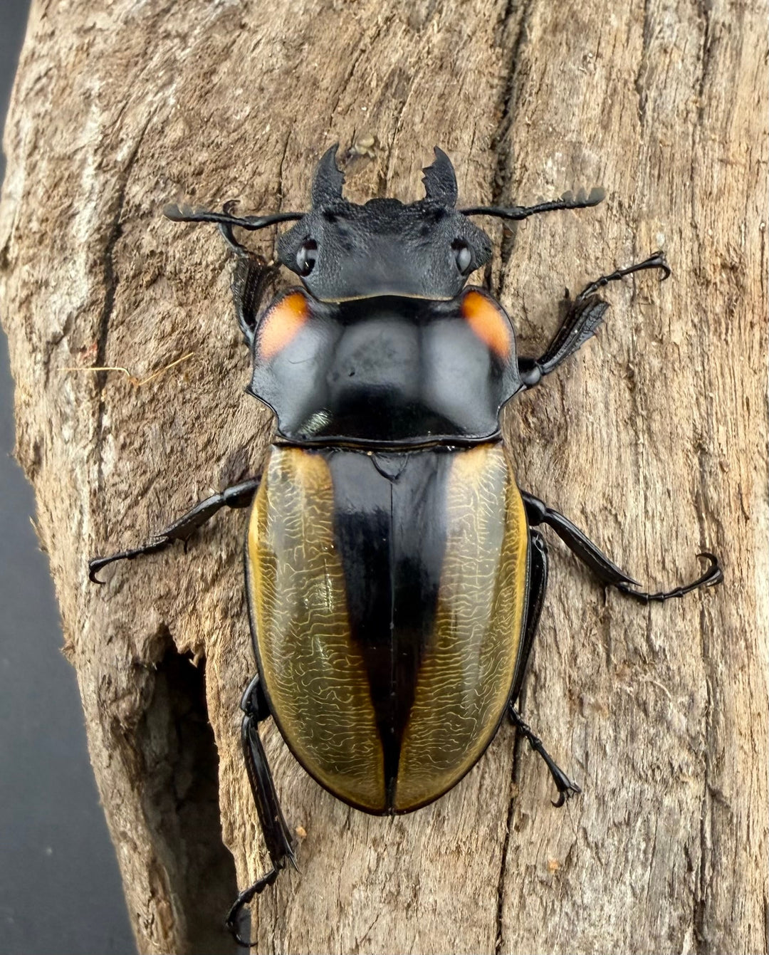 【WD】《ラコダールツヤクワガタ 66.5mm ペア》