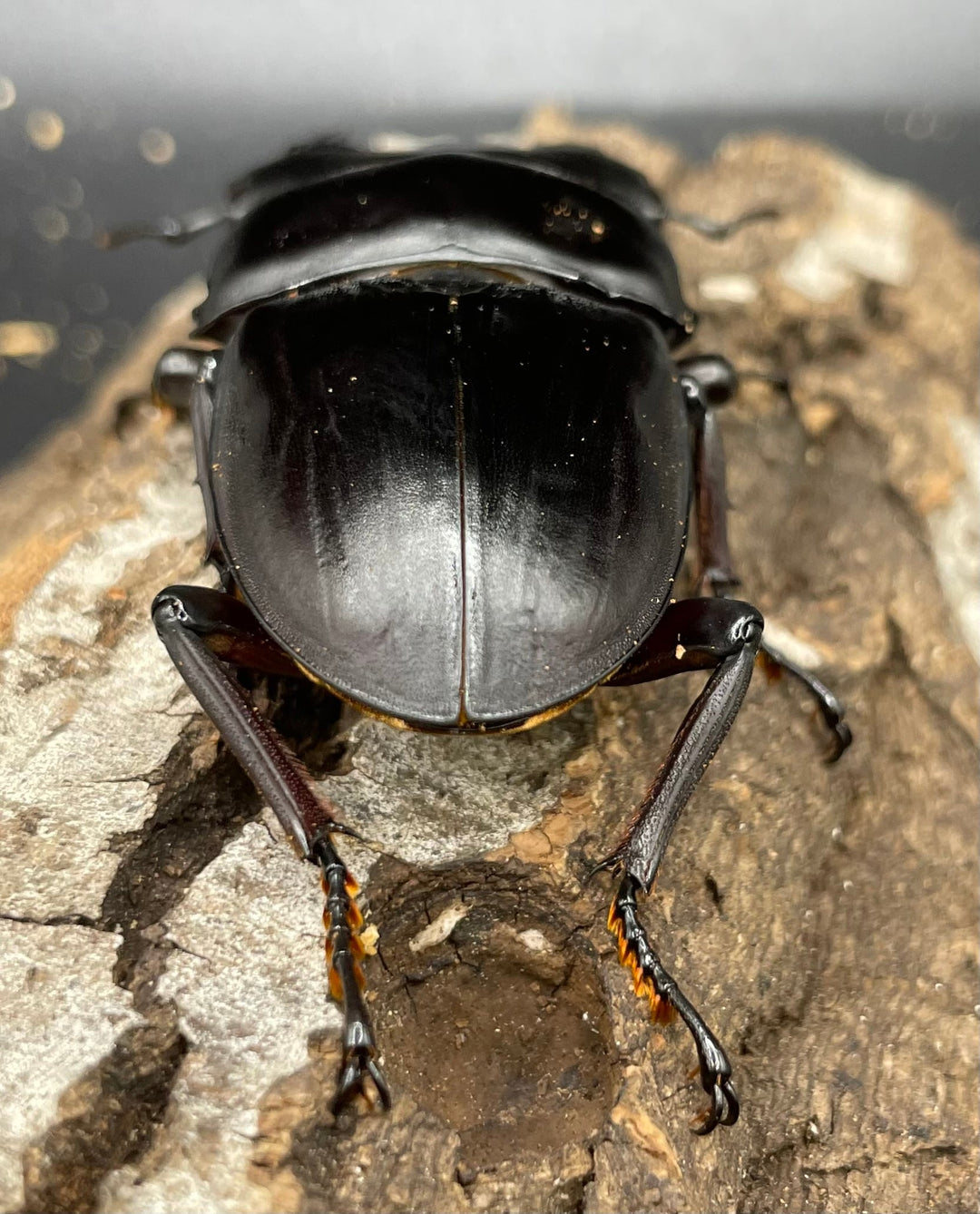 《ホペイオオクワガタ SL血統 73mm ペア》