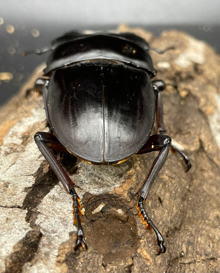 《ホペイオオクワガタ SL血統 73mm ペア》