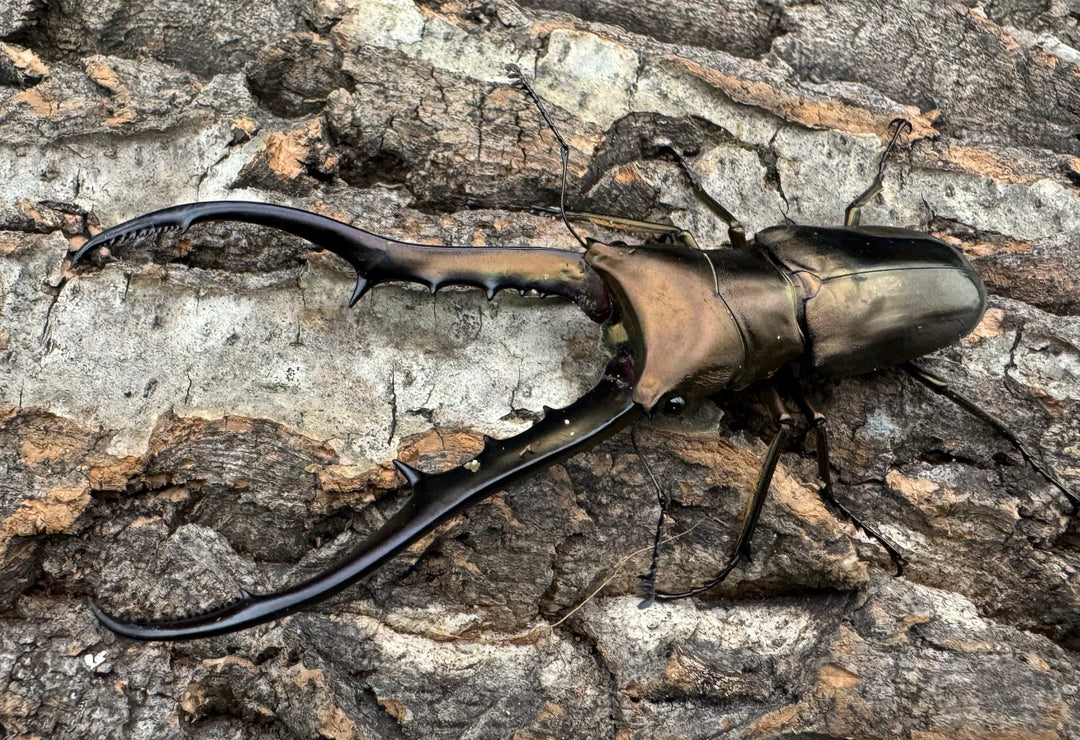 【WD】《メタリフェルホソアカ 85mm ペア》