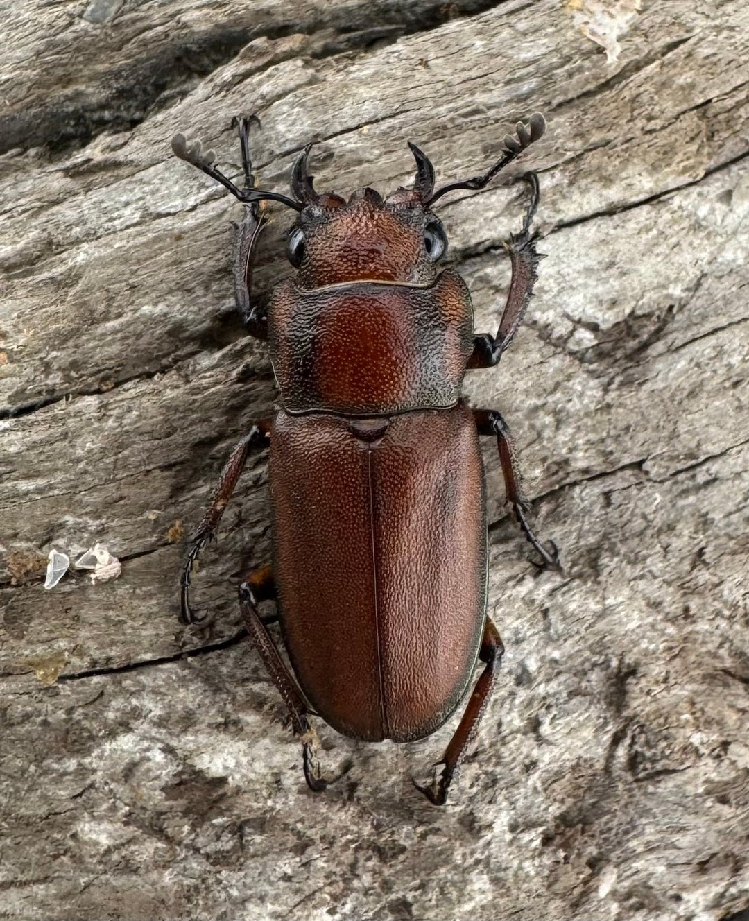 【WD】《スズムラホソアカ ロハス産 40mm ペア》②