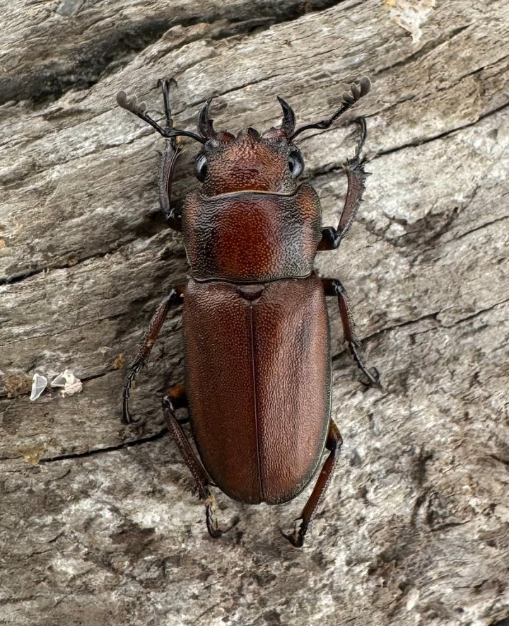 【WD】《スズムラホソアカ ロハス産 40mm ペア》②