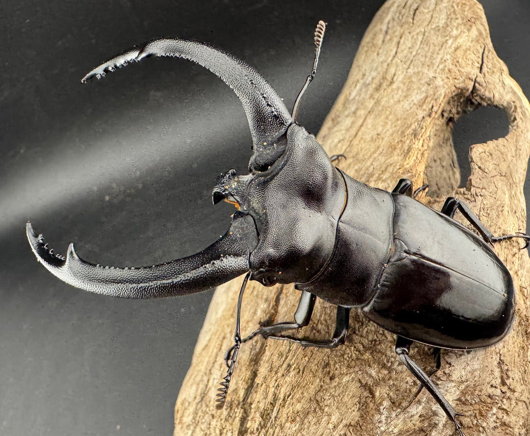 【WD】大型《リノケロスフタマタ 93.5mm ペア》