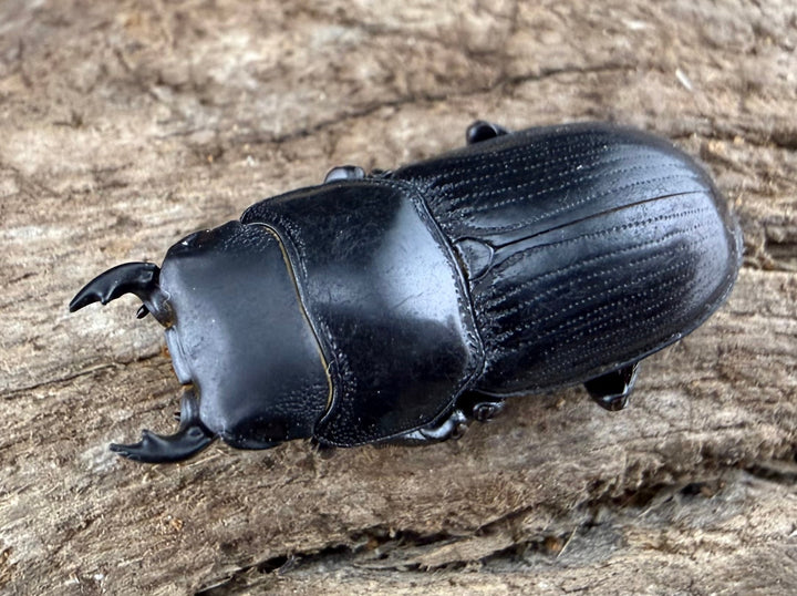 【WD】《カツラオオクワ 広西壮族産 25mm ペア》