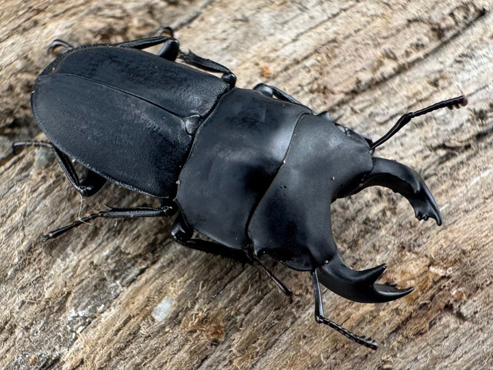 【WF3】《メタドルクス ロトゥンダトゥス 19.5mm ペア》