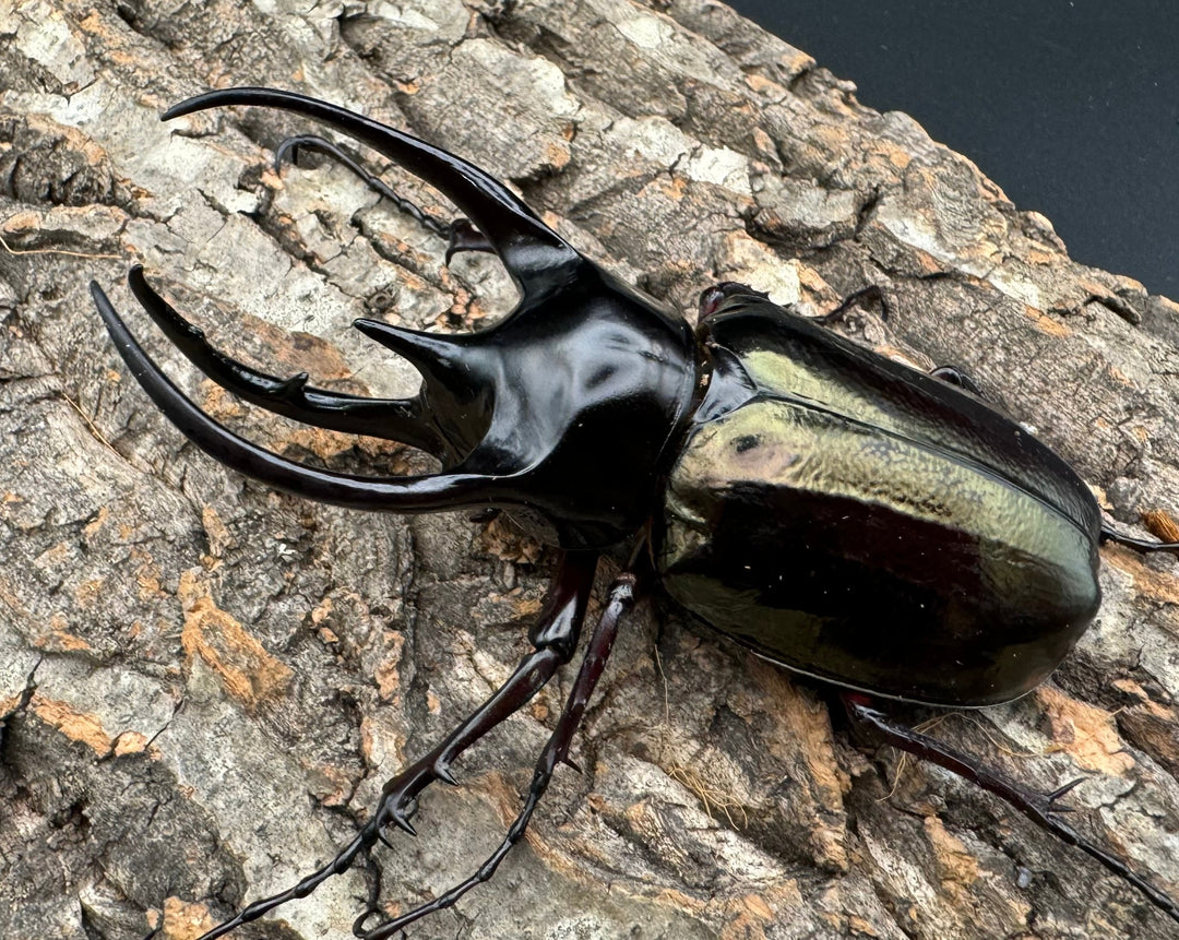 【WD】《ジャワコーカサスオオカブト 105.5mm ペア》