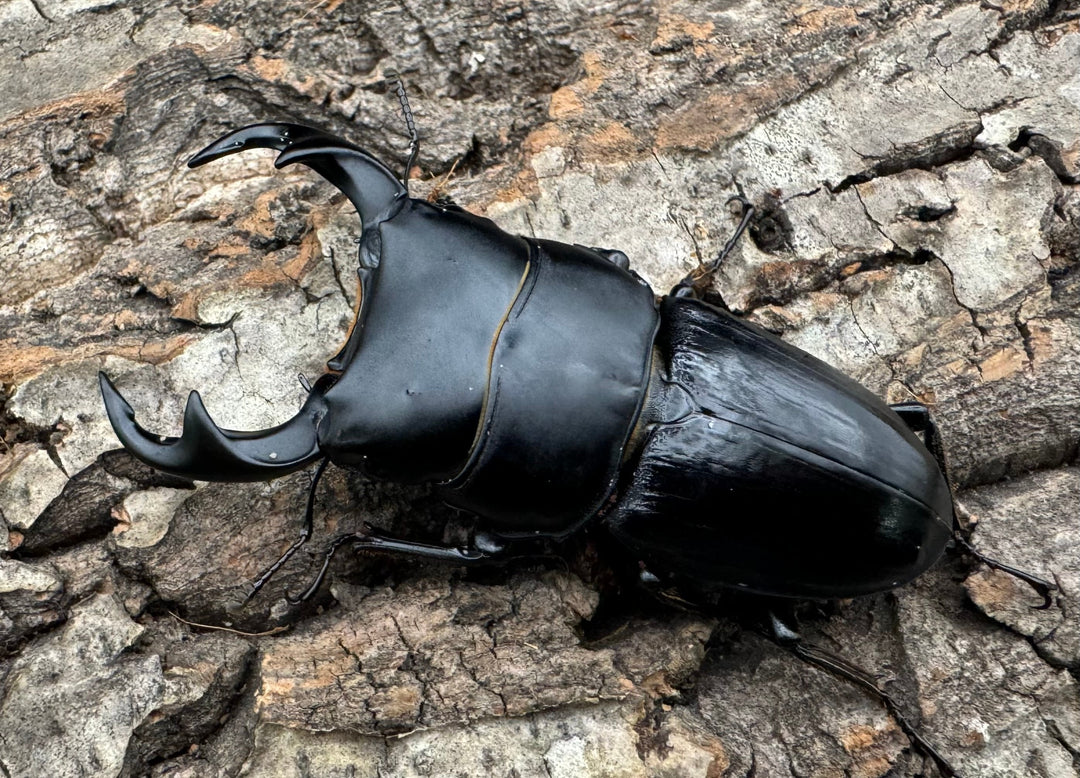 【WD】《ジャワパリーオオクワ 70mm ペア》