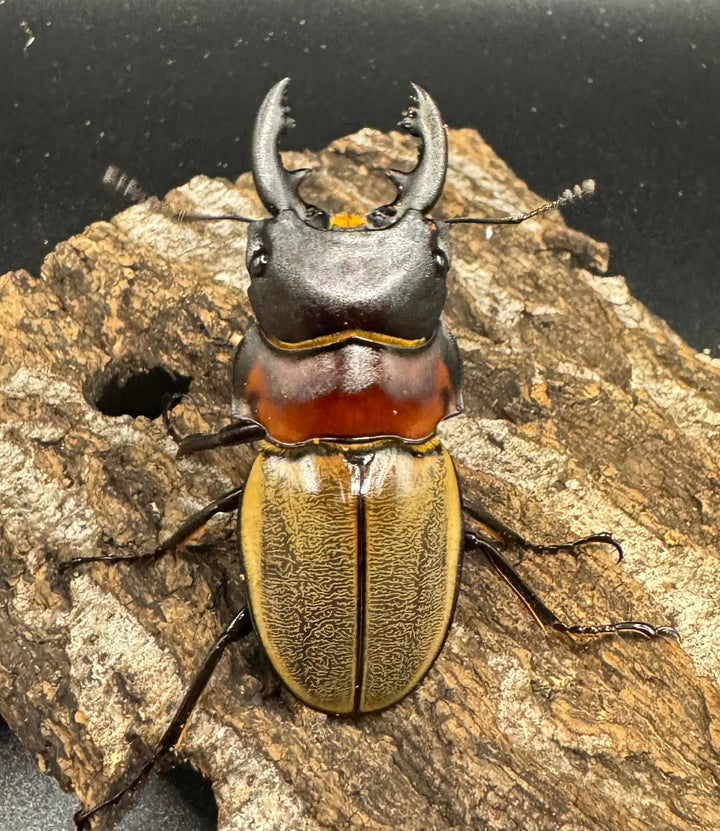 【WD】《ゾンメルツヤクワガタ 58mm ペア》