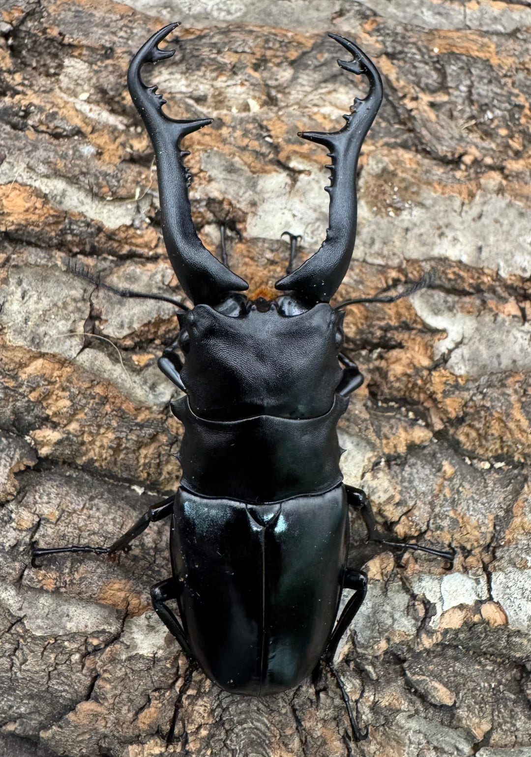 【WF1】《ギラファノコギリ原名亜種 タイ産 95mm ペア》②