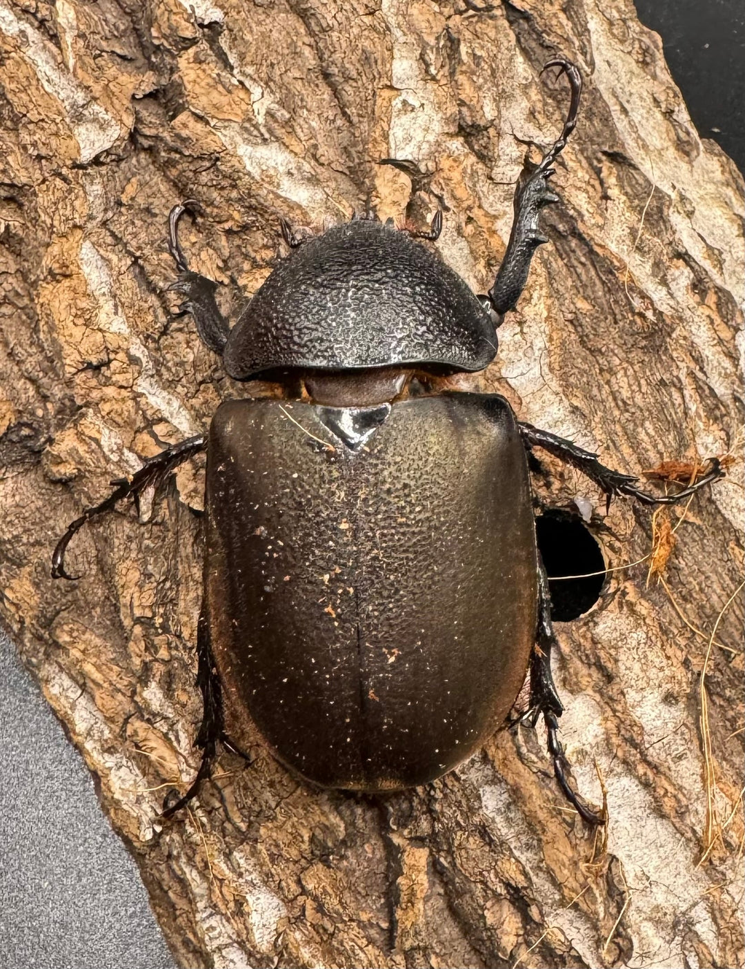 【WD】《スマトラコーカサスオオカブト 100mm ペア》