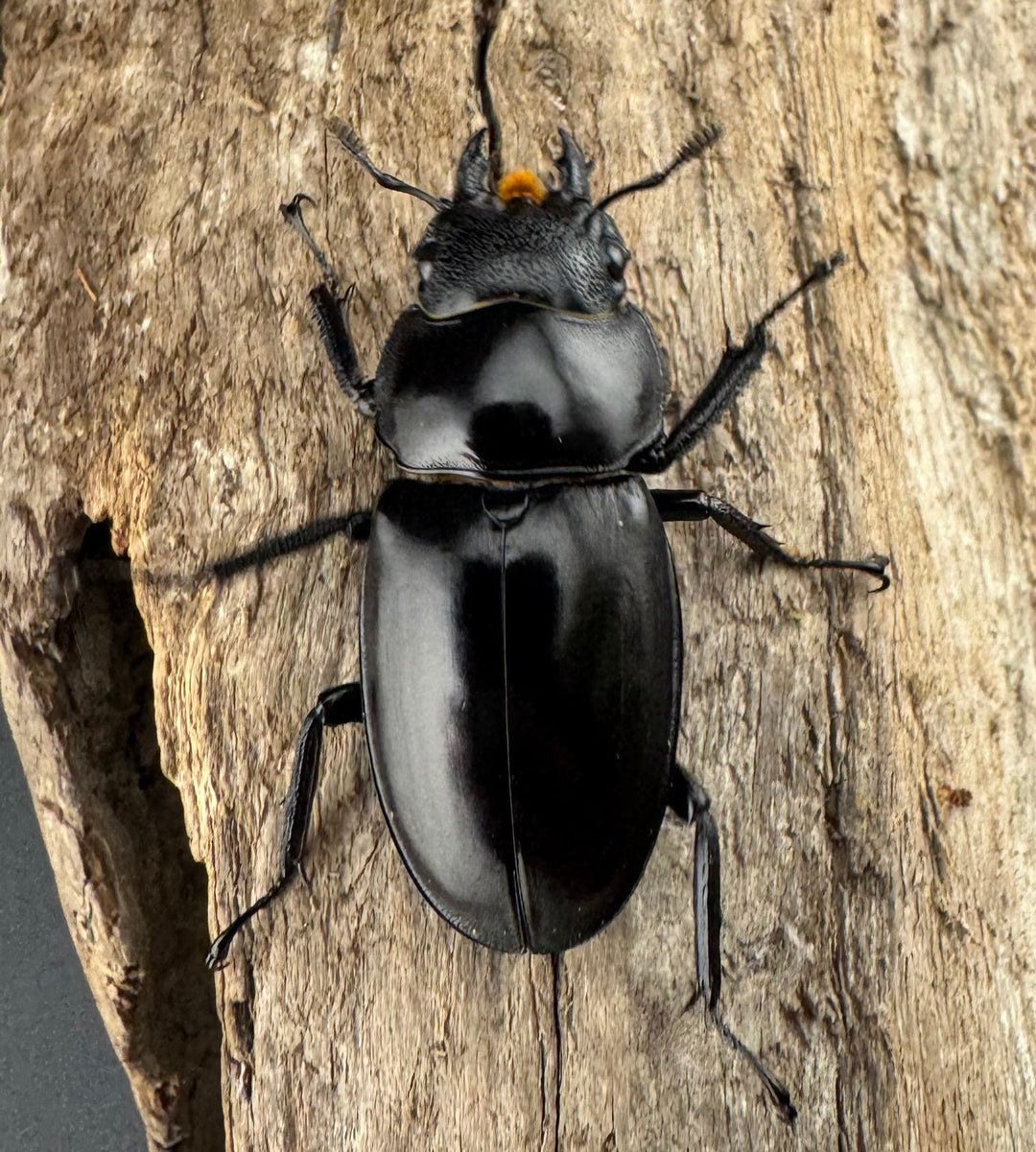 【WD】《ツカモトフタマタ 78mm ペア》