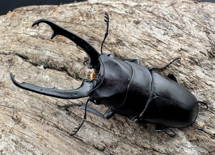 【WD】《ポレクトゥスノコギリクワガタ 51mm ♂♀♀トリオ》