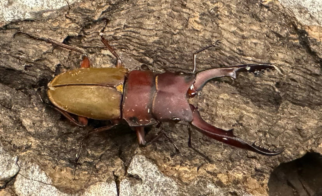 《ブルメイスターホソクワ ペア》