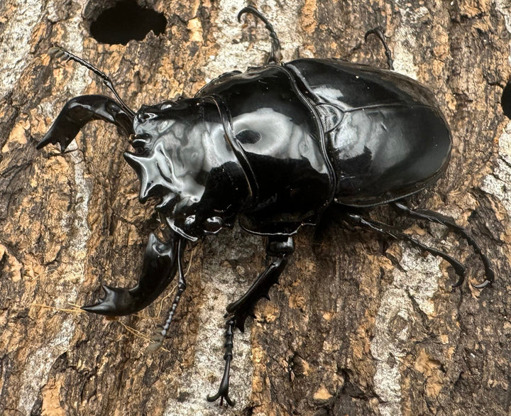 《タランドゥスオオツヤクワガタ 66mm ペア》