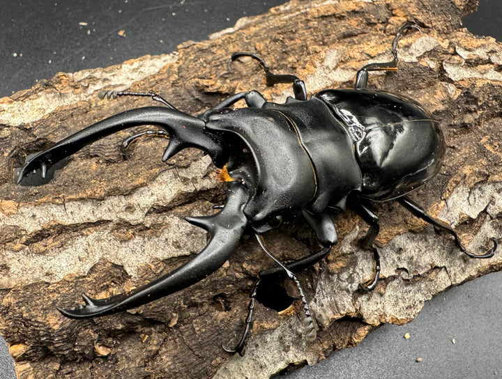 【WD】《インターメディアツヤクワガタ 88mm ペア》