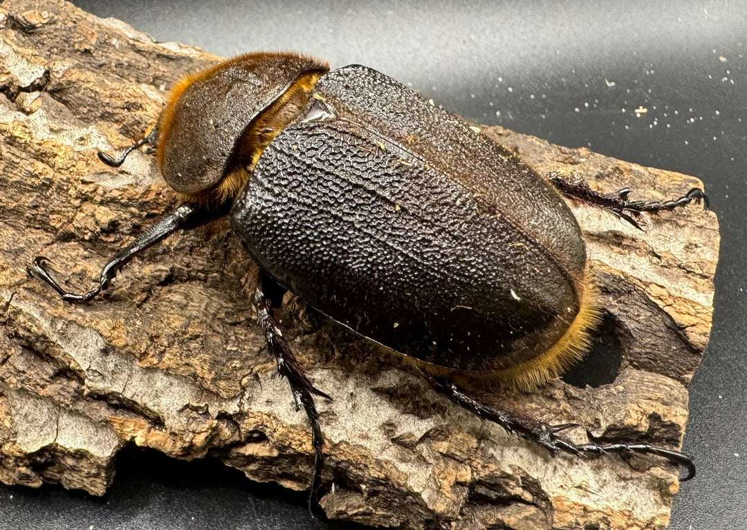 《ヘラクレス・ヘラクレス 152mm ペア》