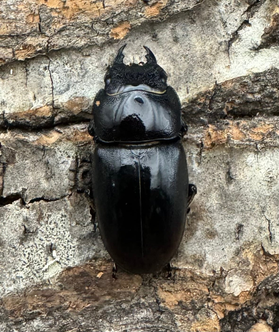 《ジュリエットノコギリ 42mm ペア》わたくわ氏ブリード個体