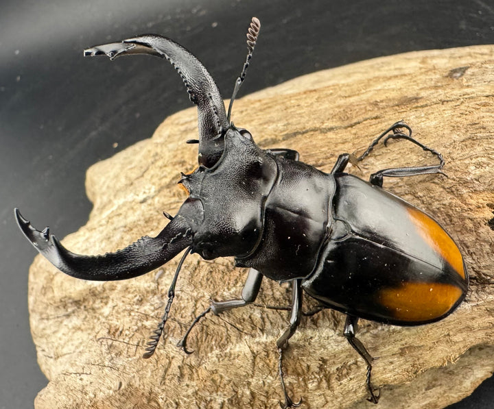 【WF1】《セアカフタマタ（パリーフタマタ） 71mm ♂♀♀トリオ》